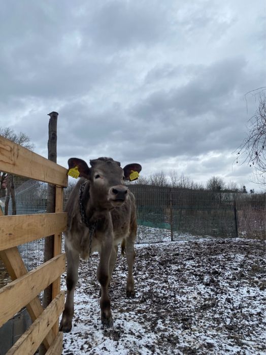 Vand o vitica de 5/6 luni