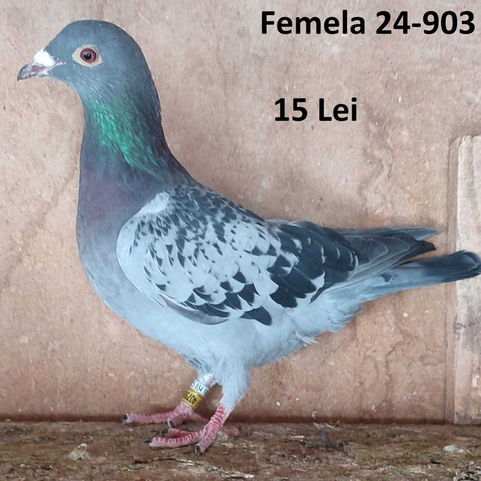 Porumbei voiajori de vanzare