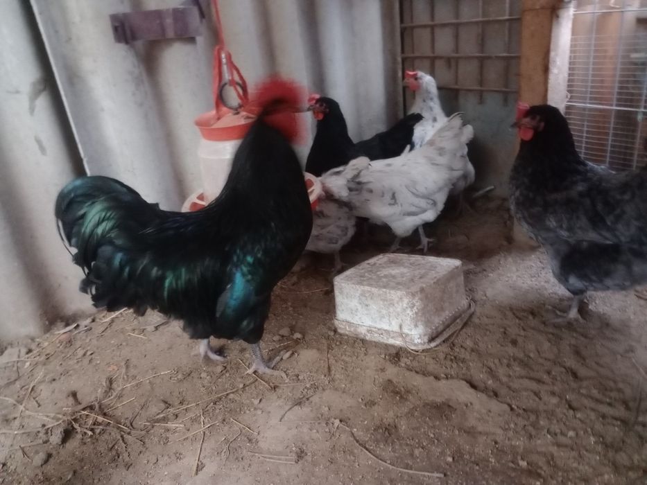 Vând familie de păsări Australorp