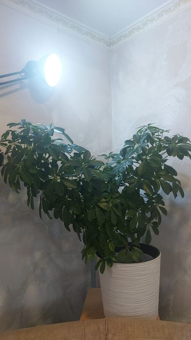 комнатные цветы для гостиной