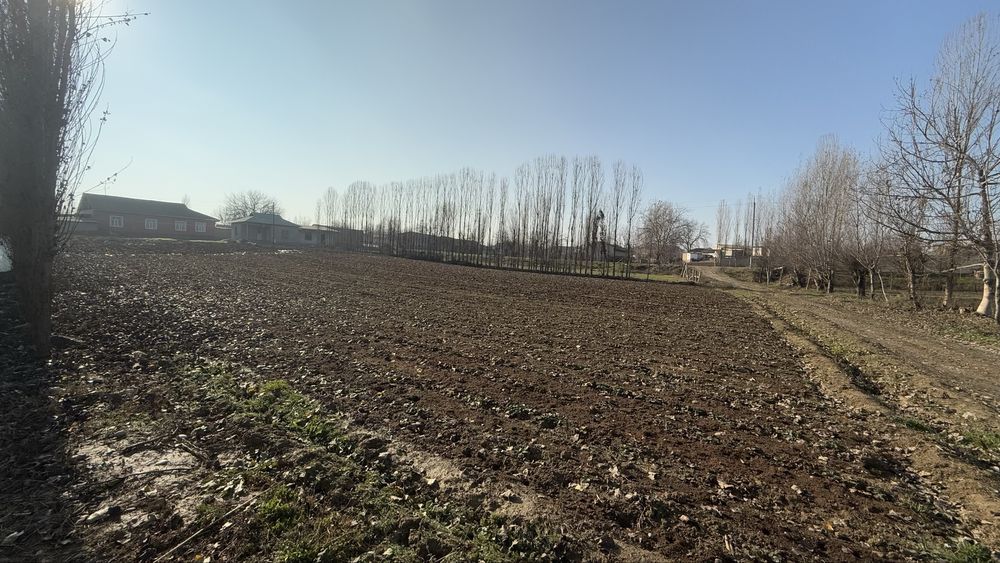 30 сотих Чиноз туман