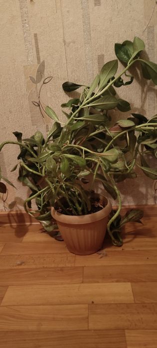 Комнатные растения