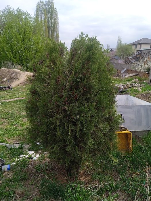 Ёлка Туя сосна красивые