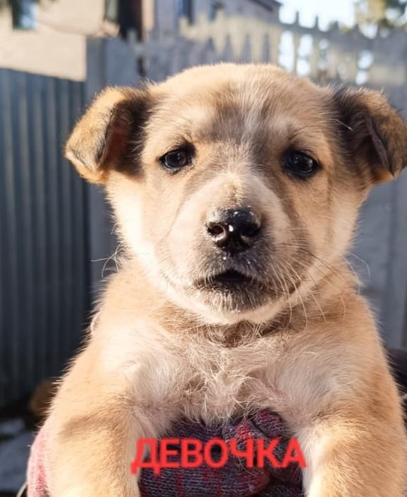 Щенки в ДОБРЫЕ руки.