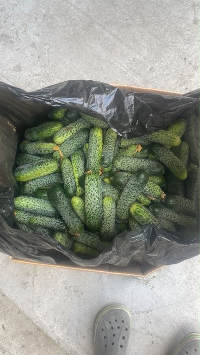 Огурцы засолочные