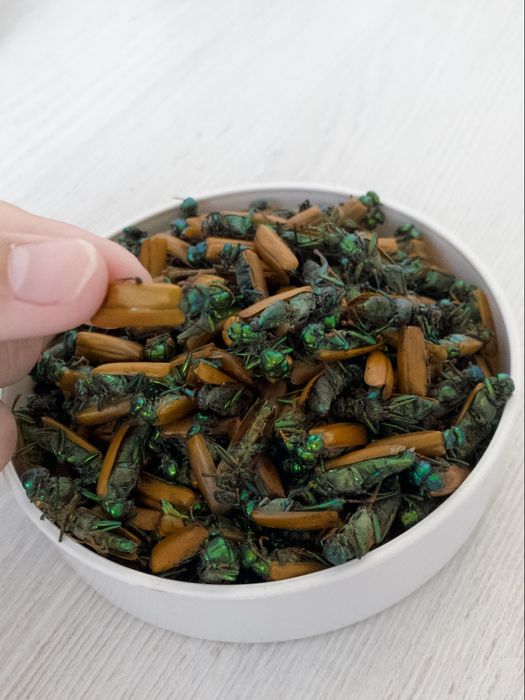 Алтын коныз майский жук