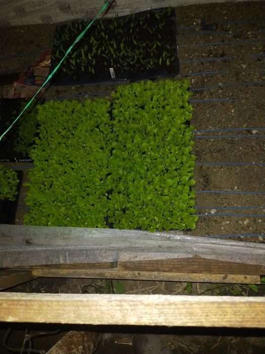 Vând Rasaduri de Legume și Plante Aromatice