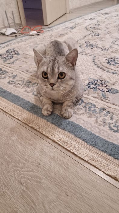 Отдам кота в очень хорошие руки