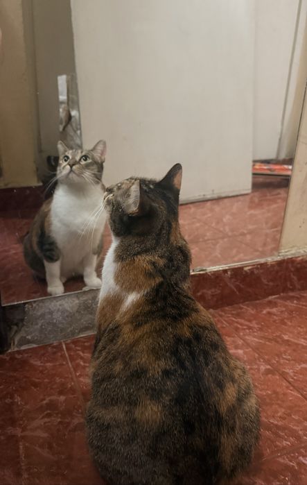 Млада котка търси дом