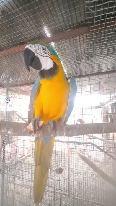 Păsări exotice și altele