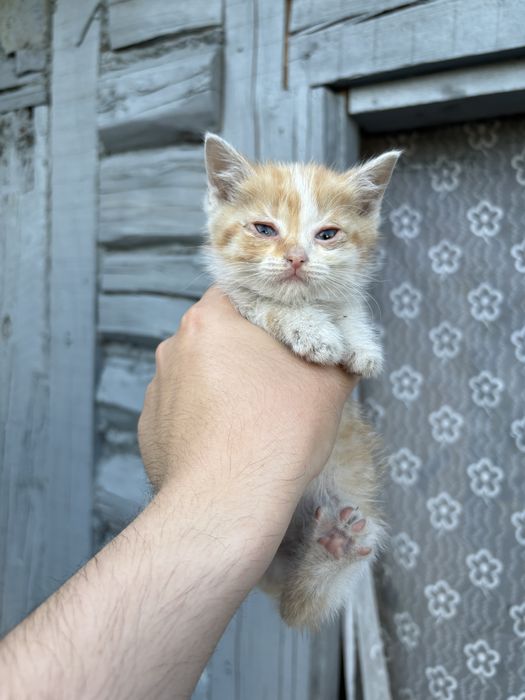 Отдам котят в добрые руки