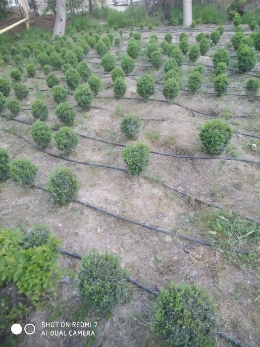 шамшот сотилади оптом ва дона