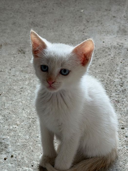 Spre adopție/donare pui de pisică drăgălași și jucăuși