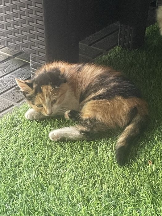 Котята! В хорошие руки