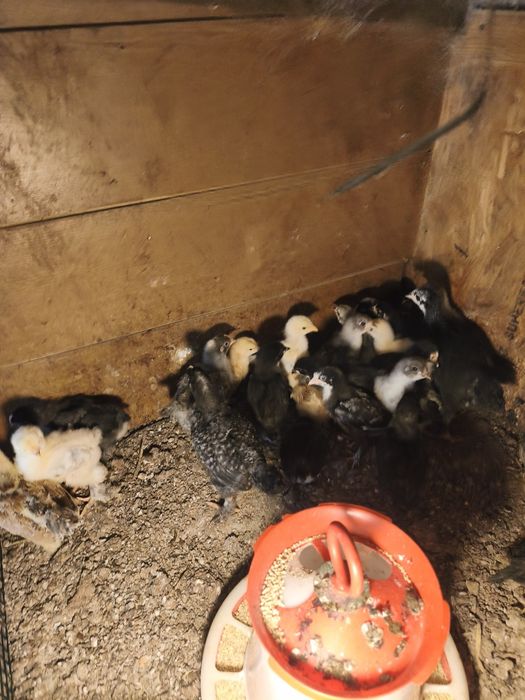Puii Marans negru și albastru