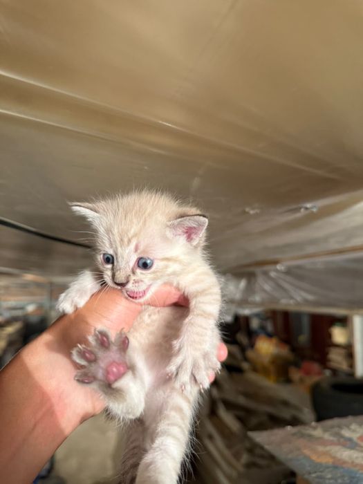 Отдам котят бесплатно