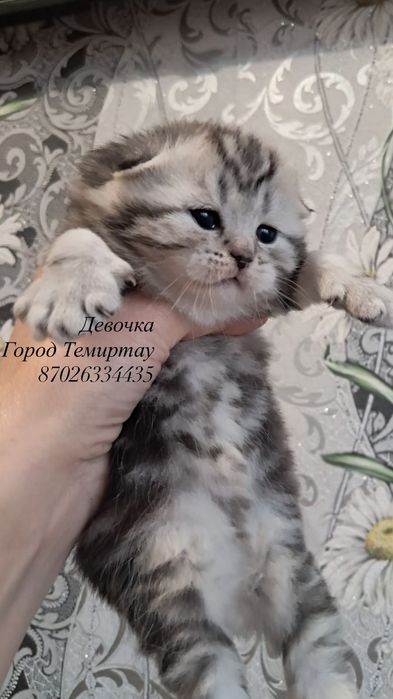 Животные котята продажа