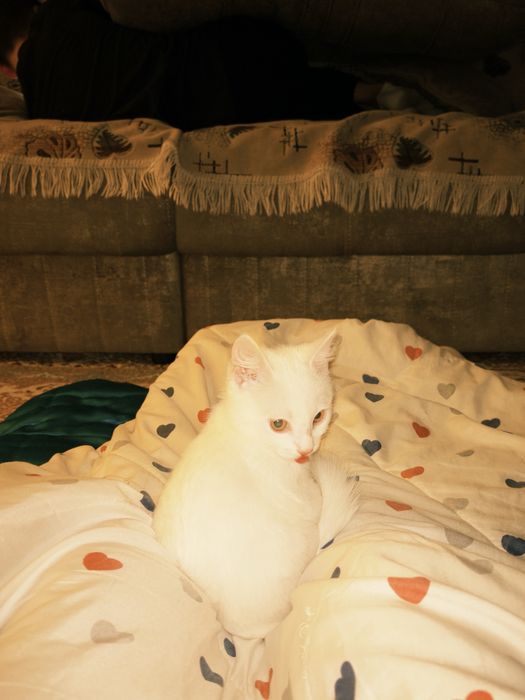 котёнок(мальчик)