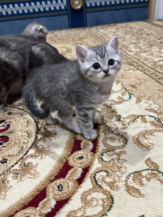 Продам шотландских котят.