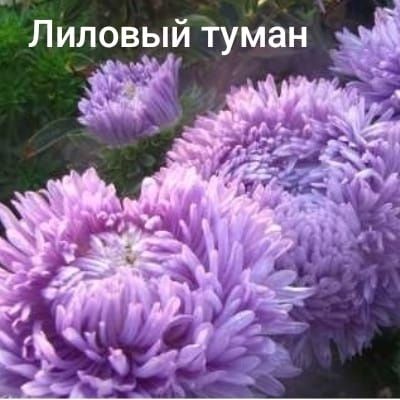 Предзаказ: Рассада астр — На май