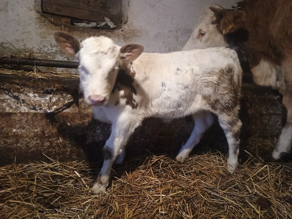 Vând un tăuraș baltat și o vitea belgiana