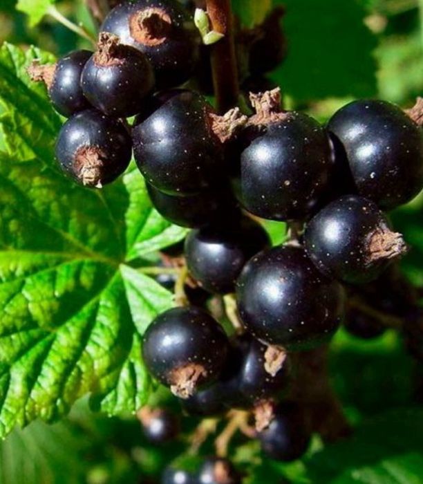 Продам саженцы смородины в городе Тараз