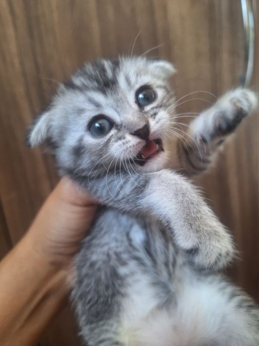 Продаются породистые котята