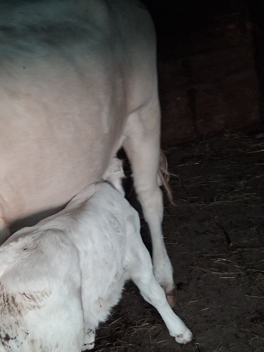 Vaca cu vitel belgian