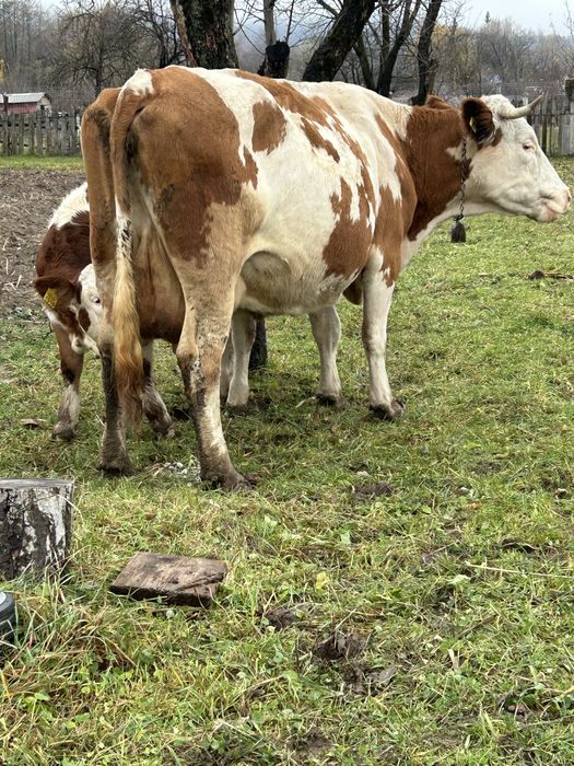 Vand vaca baltata romanesca