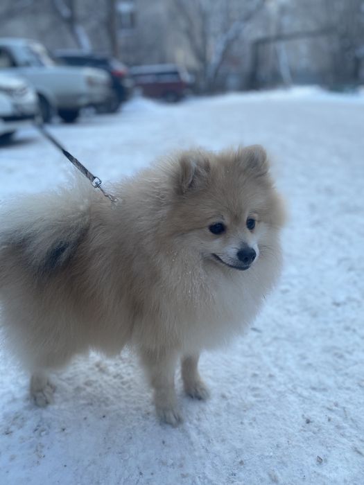 Шпиц 2годика мальчик
