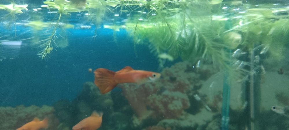 Аквариум продам с рыбки гуппи