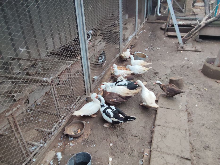 Продаются Индоутки