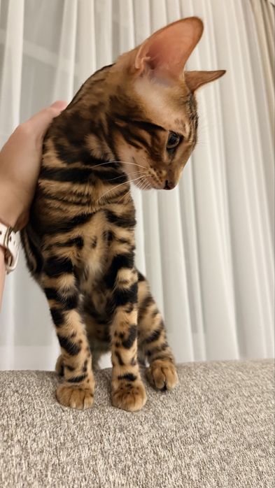 Кот Бенгал 6 месяцев