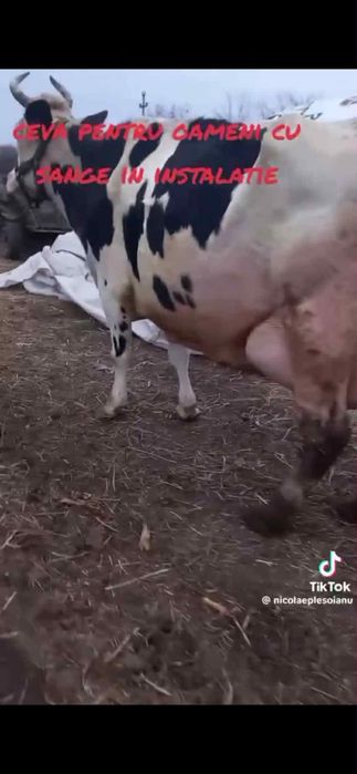 Vând vacă de lapte