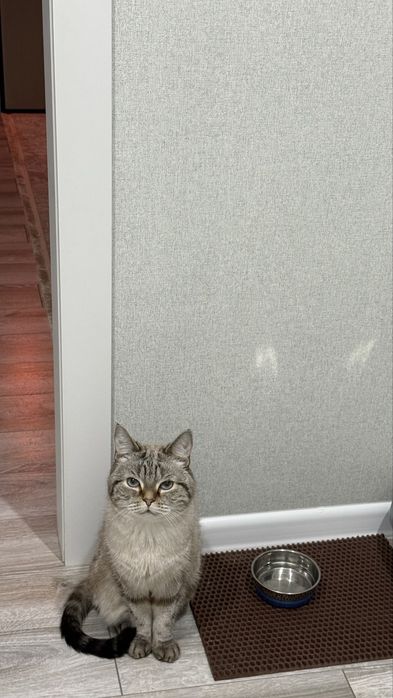Отдам кота в добрые руки