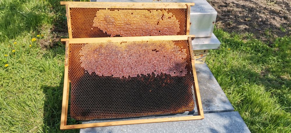 Продавам нуклеуси ДБ/5 пити/,  платформи за подвижно.пчеларство