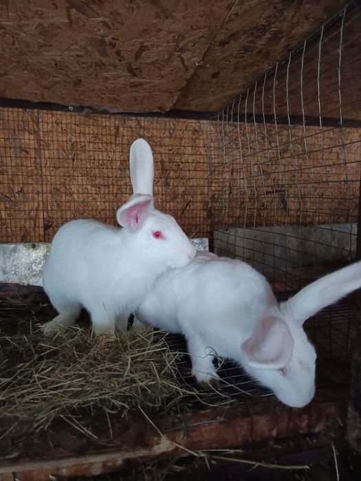 Зайци Цика мъжки и женски