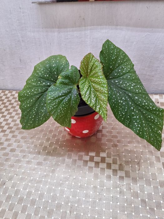 Продам комнатные цветы  бегонии