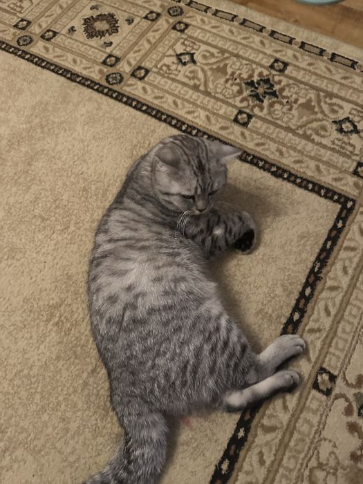 Ищем кошку для кота