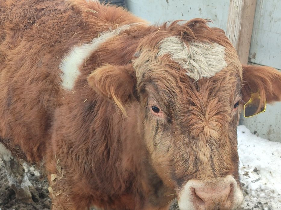 Продаю бычок хароший