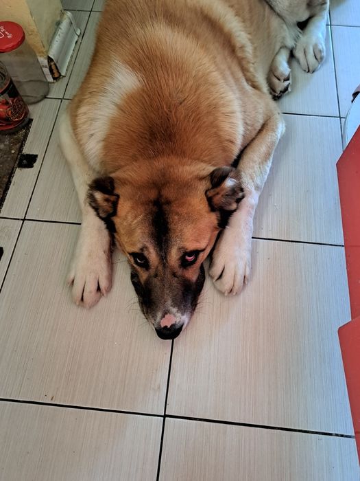 Девочка алабай 8мес.