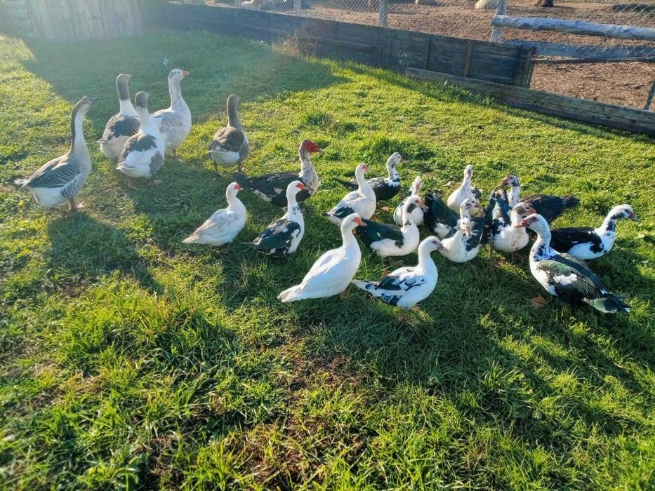 Гъски и мускусни патици