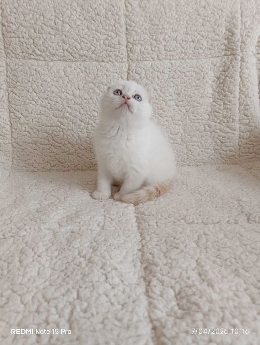 Британски котета и шотлански клепоухи