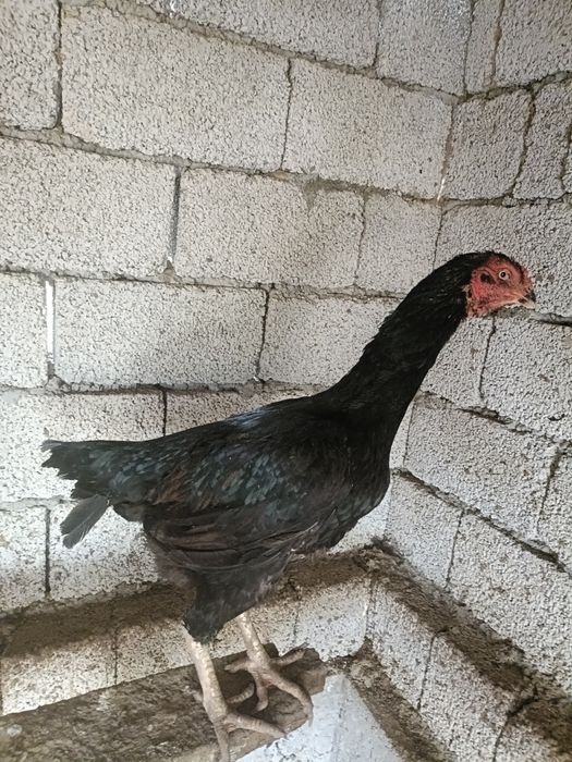 Brama,paduan,dakan,yapon parala sotiladi