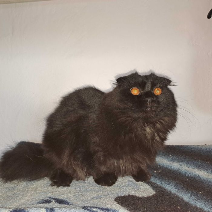 Вязка кот скотишфолд