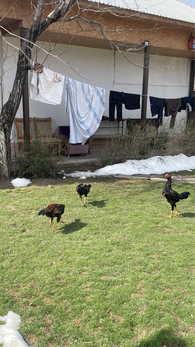 Дакан 5 жарым айлық күздік