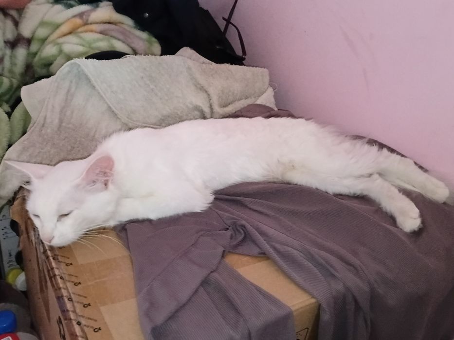Mushuk ko‘zi iki xil