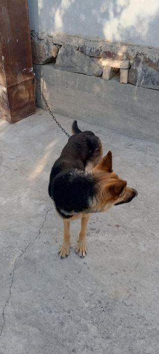 Nemiski afcharka 1 yosh