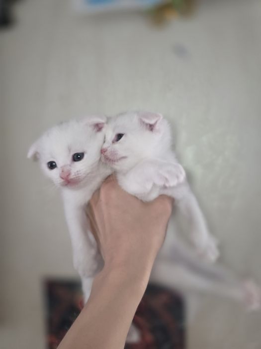 Продам 5 котят  полу вислоухии