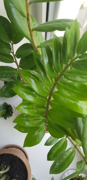 Замиокулькас,продам